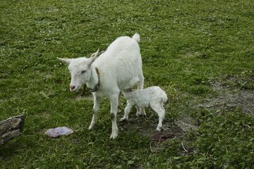 a goat has been born and drinks milk