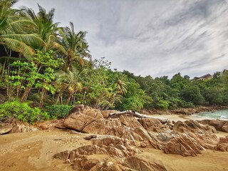 plage et forêt de cocotiers et de palmiers