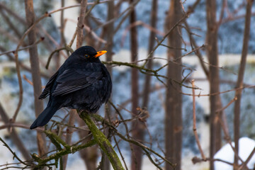 Blackbird on a branch