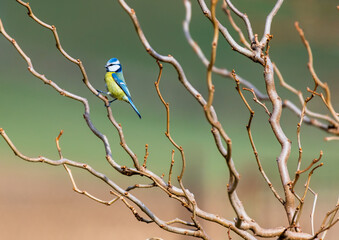 Titmouse