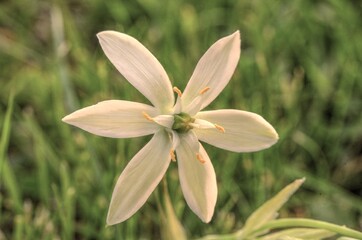 Obraz premium Dolden-Michstern 13 HDR