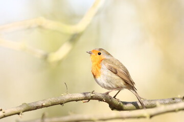 robin on a branch