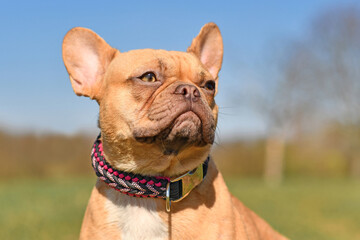 Portrait of red French Bulldog dog wearing a handmade paracord string collar