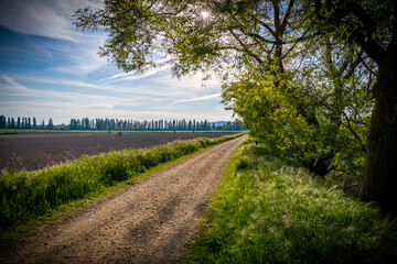 paisaje de primavera con el campo y flores en la Esapña central en primavera