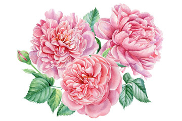Bouquet Pink roses and peonies. Delicate summer flowers, watercolor illustrations. Set of floral elements design.