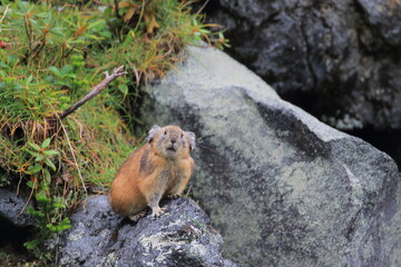 【北海道】エゾナキウサギ