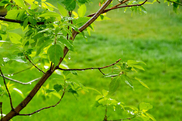 Tree leaves with Rain Drops