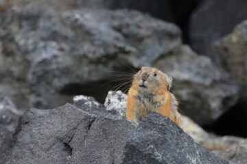 【北海道】エゾナキウサギ