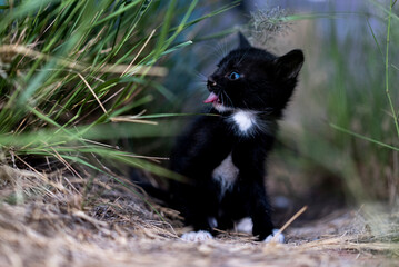 Black Baby Kitten with Blue Eyes Sticking It's Tongue Out Cute Furry