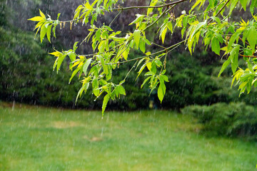 Tree leaves with Rain Drops