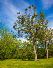 Summer park with different trees