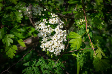 paisaje de primavera con el campo y flores en la Esapña central en primavera