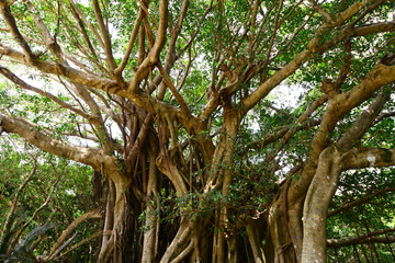 がじゅまるの大木