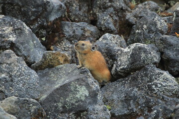 【北海道】エゾナキウサギ