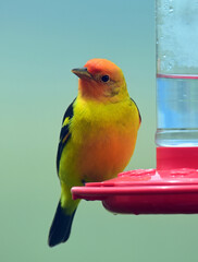 a colorful  male western tanager perched on a red nectar feeder during spring migration in broomfield, colorado