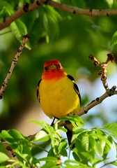 a colorful  male western tanager perched in an ash tree during spring migration in broomfield, colorado