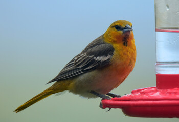 a pretty yellow  female western tanager perched on a red nectar feeder during spring migration in broomfield, colorado
