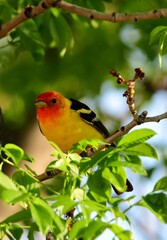 a colorful  male western tanager perched in an ash tree during spring migration in broomfield, colorado