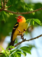 a colorful  male western tanager perched in an ash tree during spring migration in broomfield, colorado