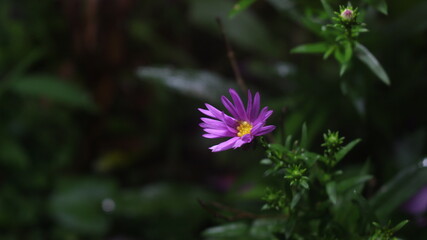 Close up shot of a purple colored desi  flower with  blurred background