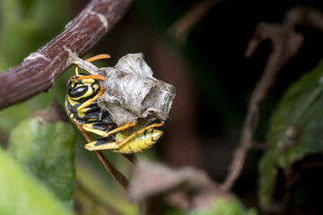 Polistes gallicus paper wasp building the nest. High quality photo
