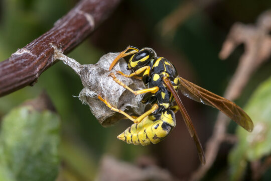 Polistes gallicus paper wasp building the nest. High quality photo