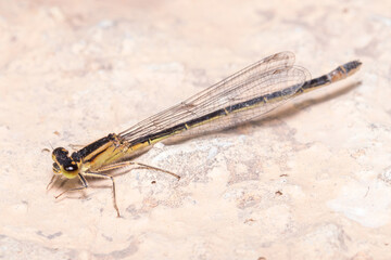 Ischnura elegans damselfly posed on a rock under the sun. High quality photo