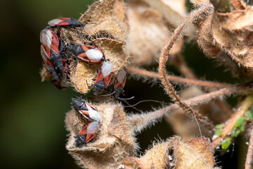 Colony of lime seed bug, Oxycarenus lavaterae, posed on a plant under the sun. High quality photo
