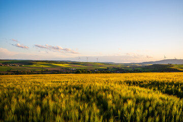field of barley
