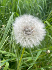 Common dandelion seeds closeup view with green background