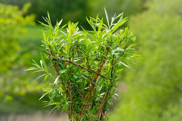 Artificial bamboo branches. tender spring leaves in the garden. Home decoration. Interior design object. artificial bamboo tree. with green leaves, close-up. natural background, landscape design