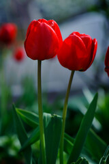 Obraz premium Two Red Tulip Flowers. beautiful flowers blooming in spring on a flower bed in the garden. delicate red tulips. floral holiday background, close-up. red tulips with green leaves