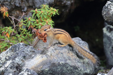 【北海道】大雪山のエゾシマリス