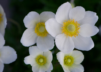 Fototapeta na wymiar Anemone sylvestris. delicate flowers in the garden, in the flowerbed. floral background. beautiful delicate Anemone sylvestris. white flowers on a natural green background. close-up