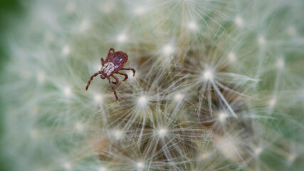 mite. Acari sitting on a dandelion. Ixoid mite in macro focus on a white fluffy dandelion. macro photo of insect, parasite. spreads infectious diseases. tick isolated on white. close-up