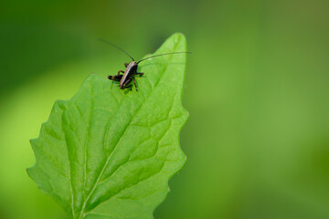 Tettigonioidea. insect sits on a leaf. small grasshopper sits on a twig on a green background. The green female grasshopper sits right on the grass in the meadow and is well camouflaged. close-up
