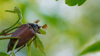 Cockchafer Melolontha Scarabaeidae, crawling on green leaves in natural environment. a large insect in the wild. garden pest. May beetle sits on leaves. isolated, natural background, close-up