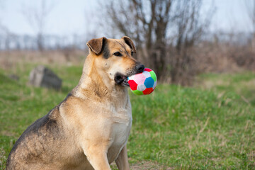 red-haired dog. a large dog holds a ball in his mouth, sits on the green grass. playful animal. the dog wants to play on the lawn. a pet. colored ball in the teeth of a dog