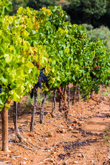Fototapeta na wymiar Ripe bunches of red grapes. grape vines at harvest time on vineyard on background of terracotta colored soil. Nature Vineyard backdrop in autumn harvest. Winemaking, agriculture, biotechnology concept