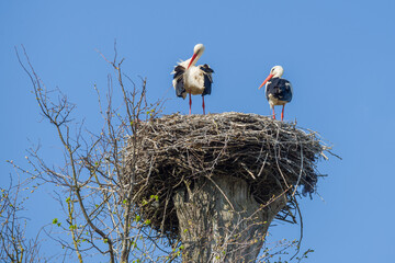 A pair of storks on the nest on a sunny spring day