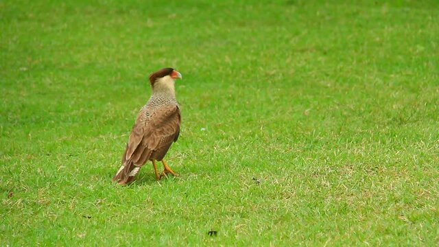 CaracarHawk in landscape, Pantanal