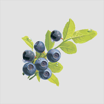edible berry on a light background. Vector drawing