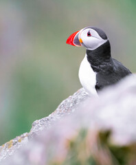 Atlantic puffin at Runde in Norway