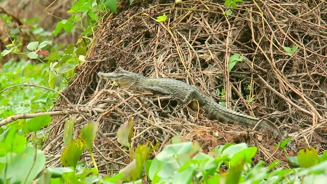 Yacare Caiman - Alligator, crocodile, reptile. Pantanal, Mato Grosso, Brazil