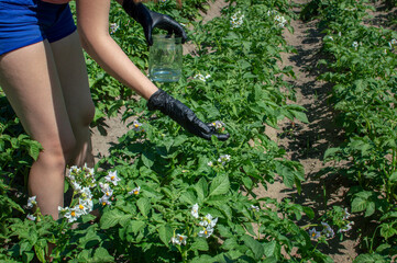 Obraz premium Young woman in shorts picks Colorado beetles from a blooming potato plantation. Her hands are in protective gloves, she is holding a glass jar.