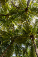 Fototapeta premium abstract background of vibrant Coconut trees in artificial light electric summer. View of Coconut leaf tree leaves against a blue sky