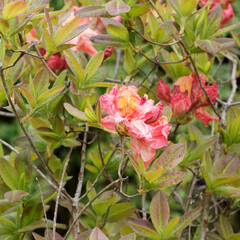 Rhododendron Azalea knaphill or Exbury 'Berry Rose' with salmon pink to apricot-yellow trumpet shaped flowers in green and coppery bronze foliage