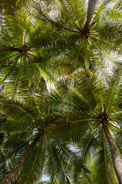 abstract background of vibrant Coconut trees in artificial light electric summer. View of Coconut leaf tree leaves against a blue sky