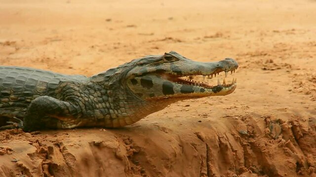 Yacare Caiman - Alligator, crocodile, reptile. Pantanal, Mato Grosso, Brazil