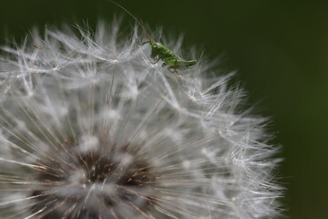 A very small grasshopper sits on a dandelion.